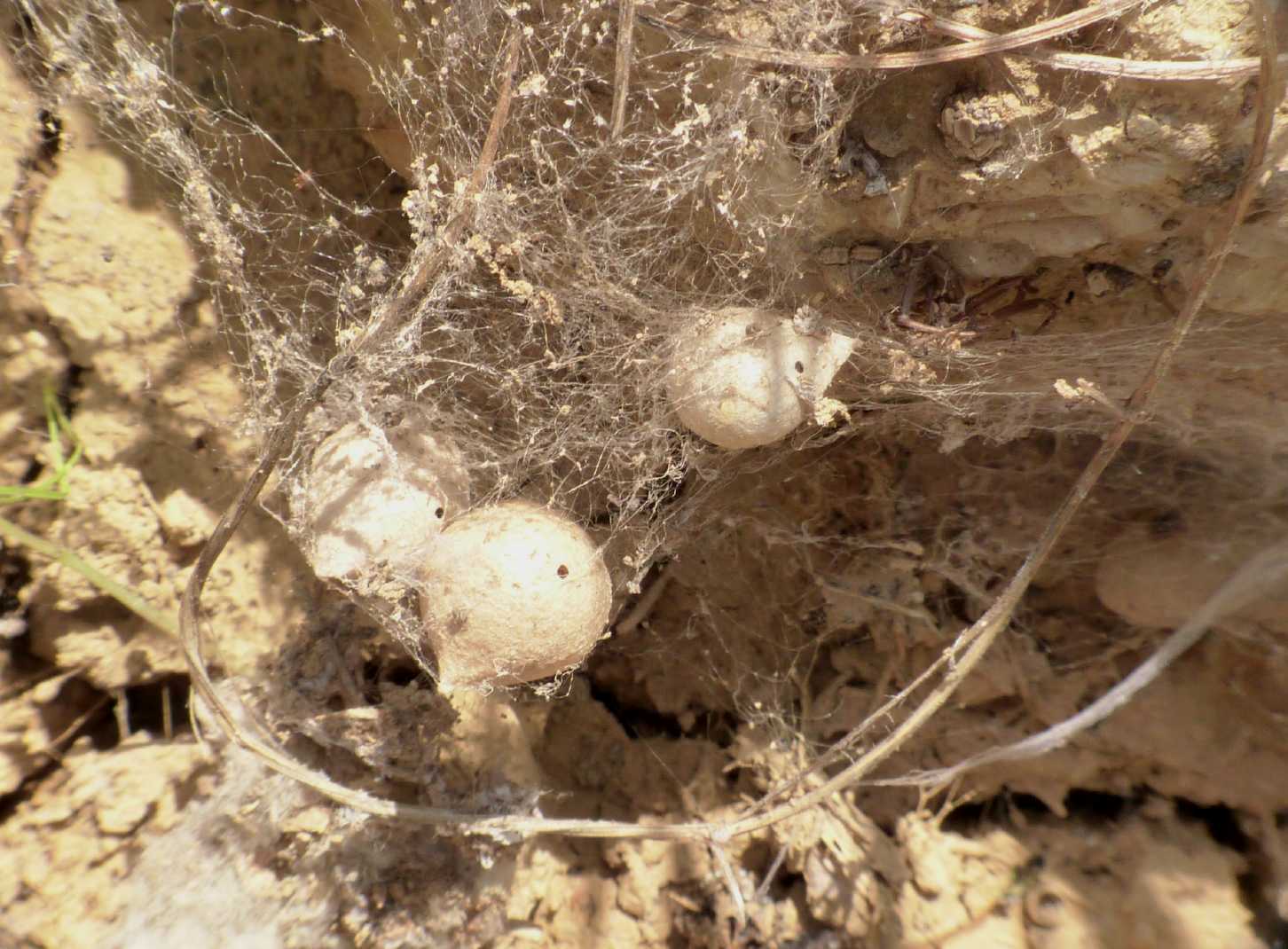 Latrodectus nel Lazio